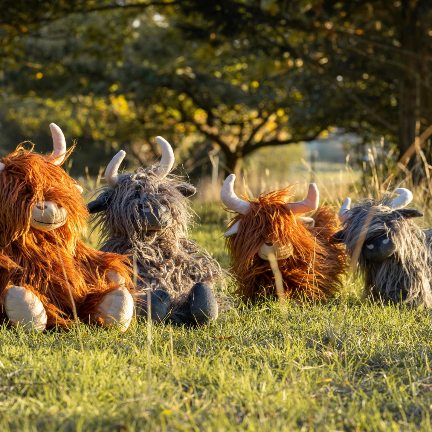 Heidi The Highland Cow Charcoal