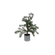 Potted Fraser Fir Tree X-Small
