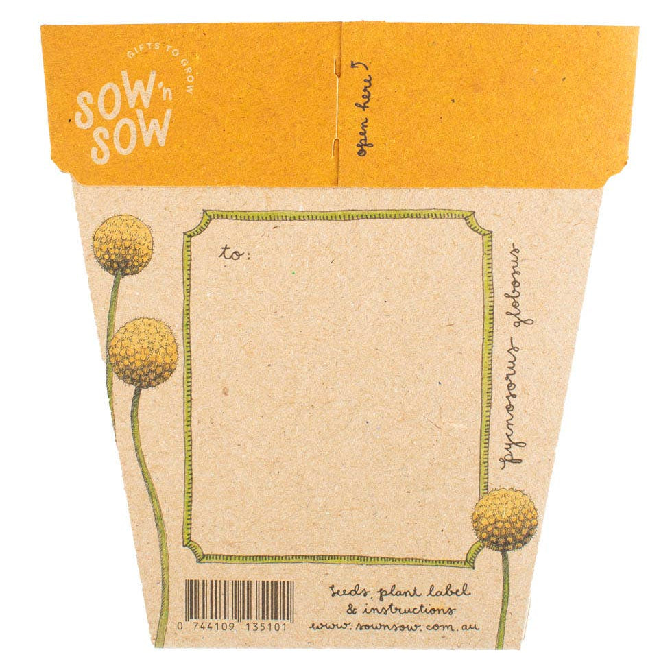 Billy Buttons Gift of Seeds