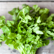 Coriander 'Eureka' Heirloom Seeds