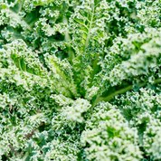 Kale 'Dwarf Blue' Heirloom Seeds