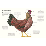 Cluck!: The Eggstraordinary Story of Chickens