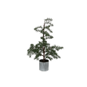 Potted Fraser Fir Tree Small
