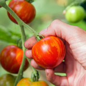 Tomato 'Tigerella' Heirloom Seeds