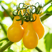 Tomato 'Yellow Pear' Heirloom Seeds