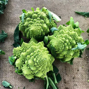 Broccoli 'Romanesco' Heirloom Seeds