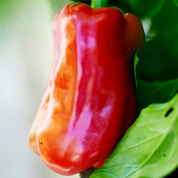 Capsicum 'Wonder Sweet Bell' Heirloom Seeds