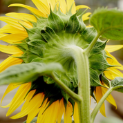 Sunflower 'Helianthus Annuus' Heirloom Seeds