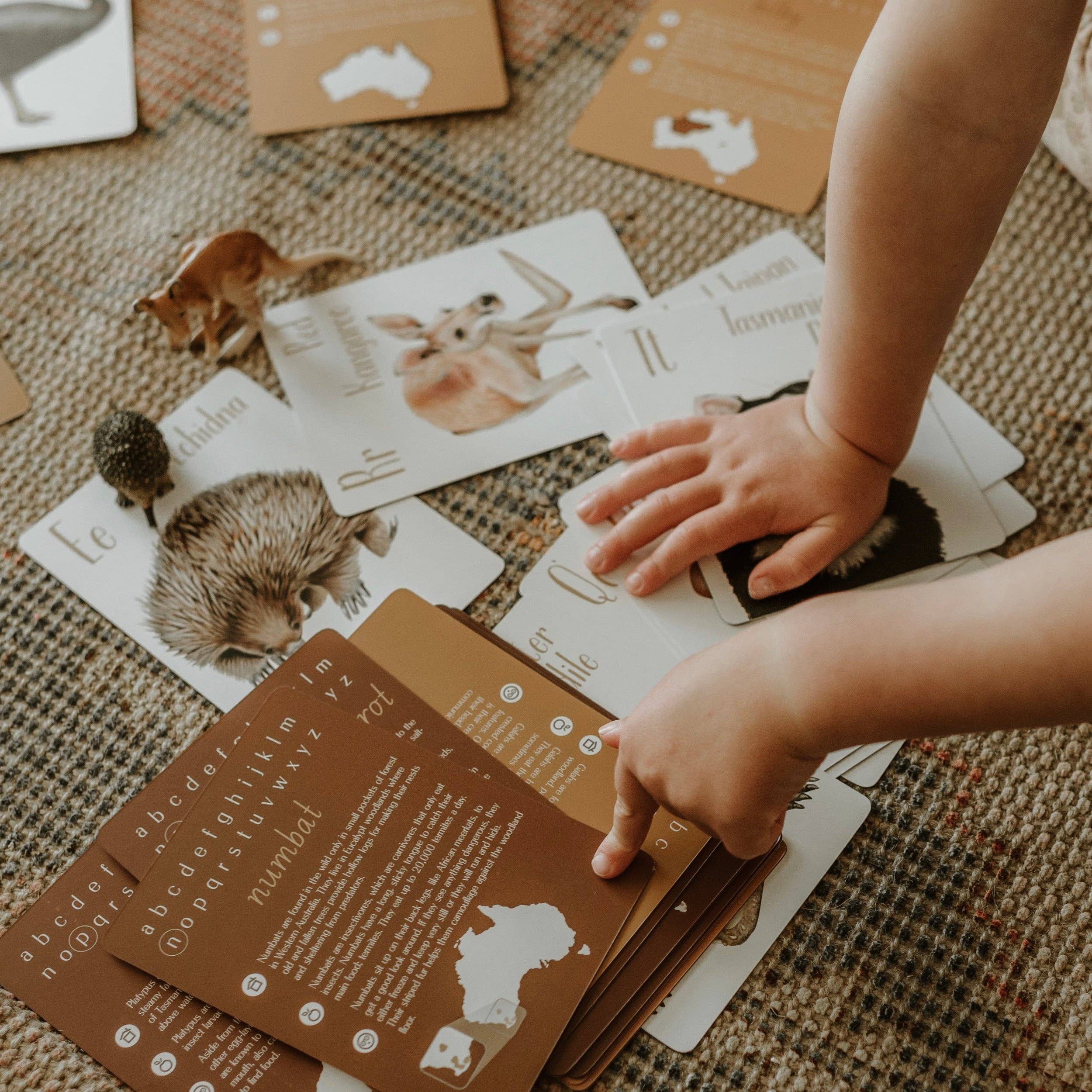 Australian Animal Alphabet Flash Cards