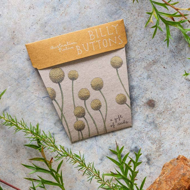 Billy Buttons Gift of Seeds