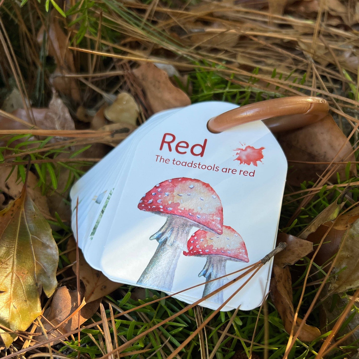 Woodland Ringed Colours and Counting Flash Cards