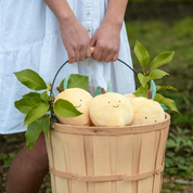 Lea Lemon The Resilient Friend