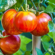 Tomato 'Tigerella' Heirloom Seeds
