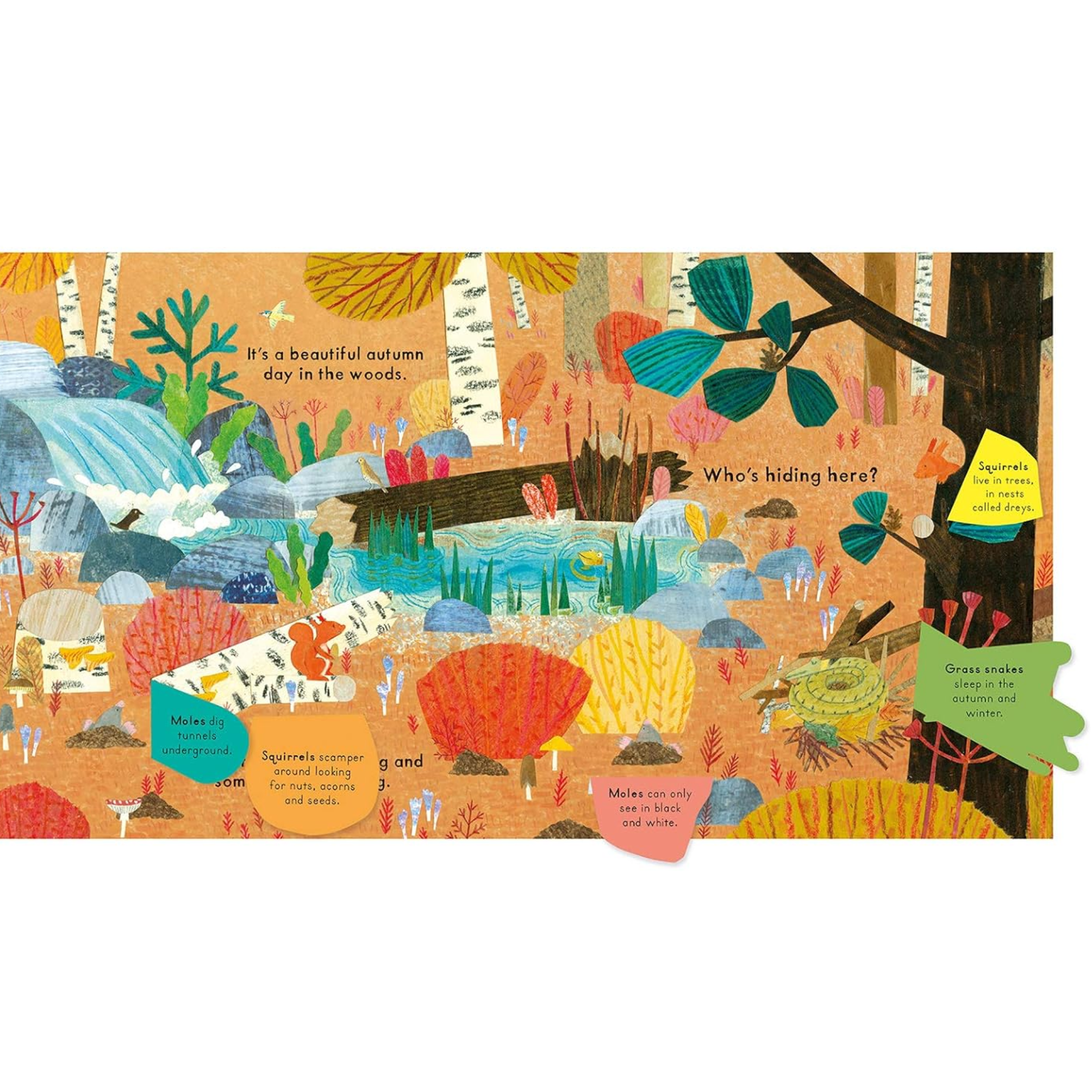 Who's Hiding In The Woods? (National Trust) Board Book