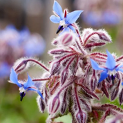Borage 'Common' Heirloom Seeds