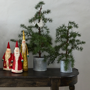 Potted Fraser Fir Tree X-Small