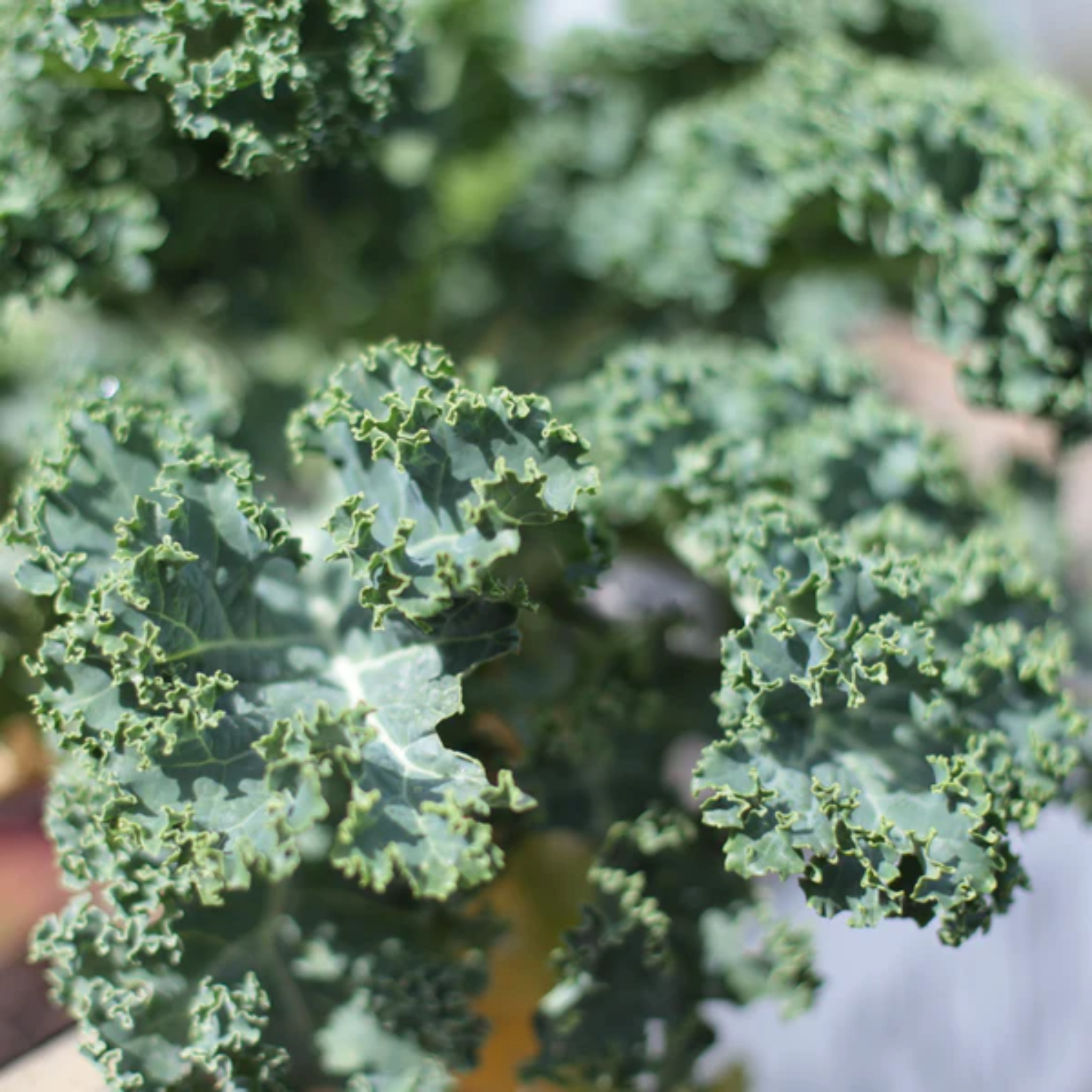 Kale 'Dwarf Blue' Heirloom Seeds