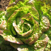 Lettuce 'Mignonette Bronze' Heirloom Seeds