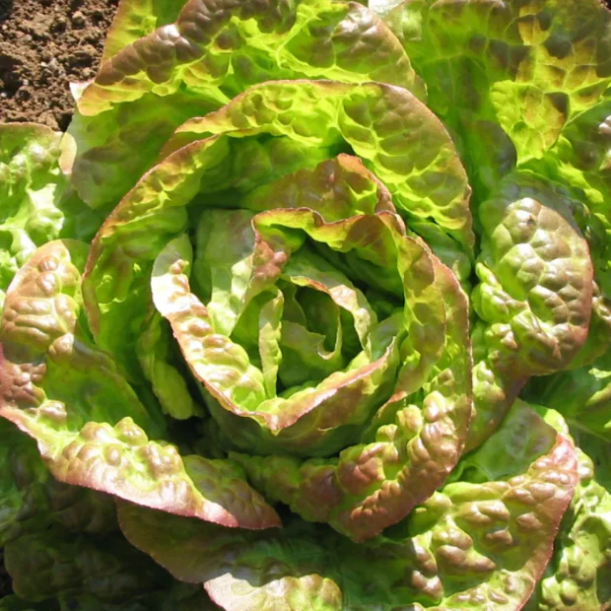 Lettuce 'Mignonette Bronze' Heirloom Seeds