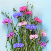 Cornflower 'Polka Dot' Heirloom Seeds