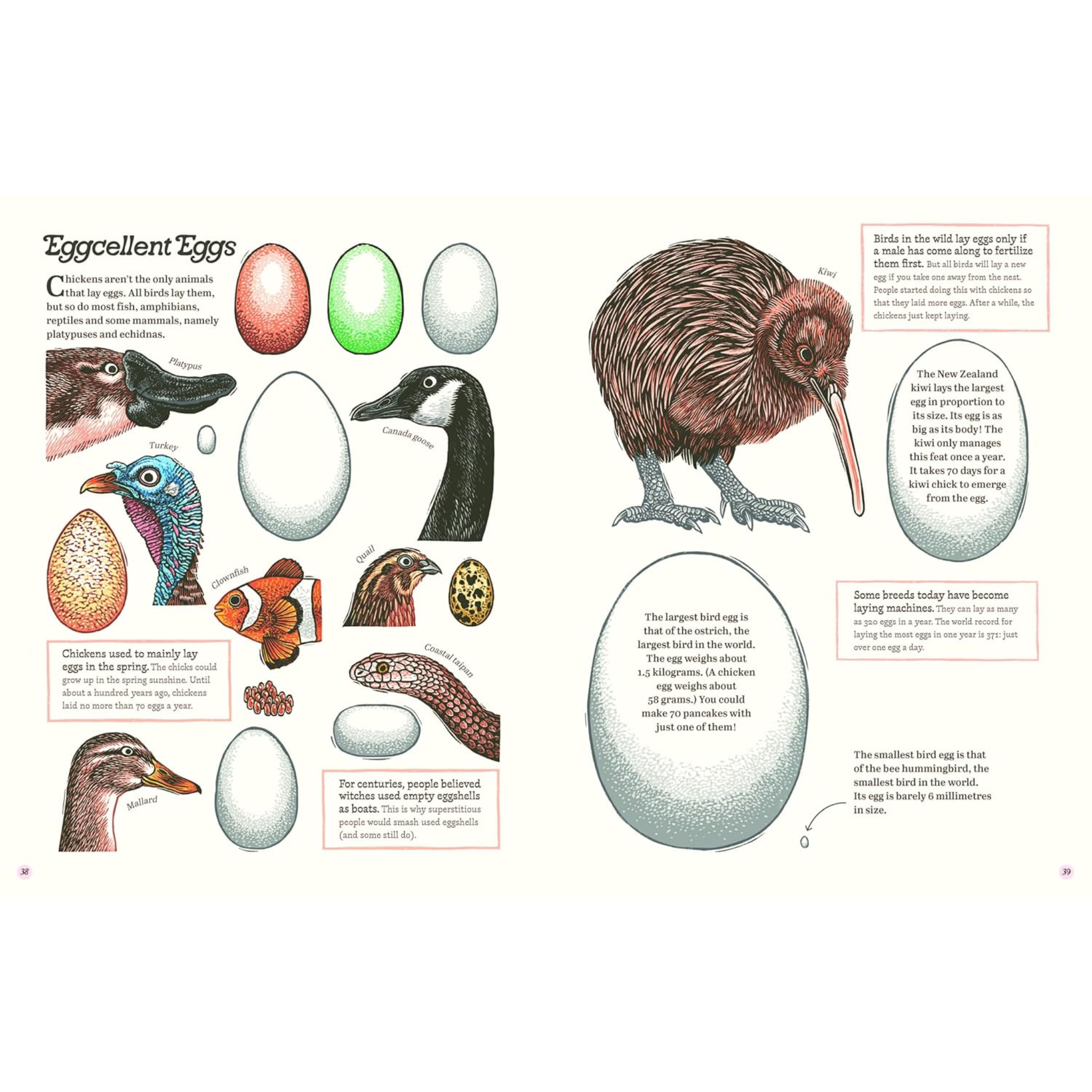Cluck!: The Eggstraordinary Story of Chickens