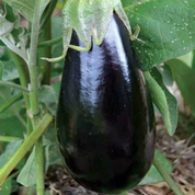 Eggplant 'Florida Market' Heirloom Seeds