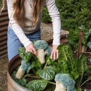 Beau Broccoli The Green Friend