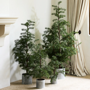 Potted Fraser Fir Tree X-Small