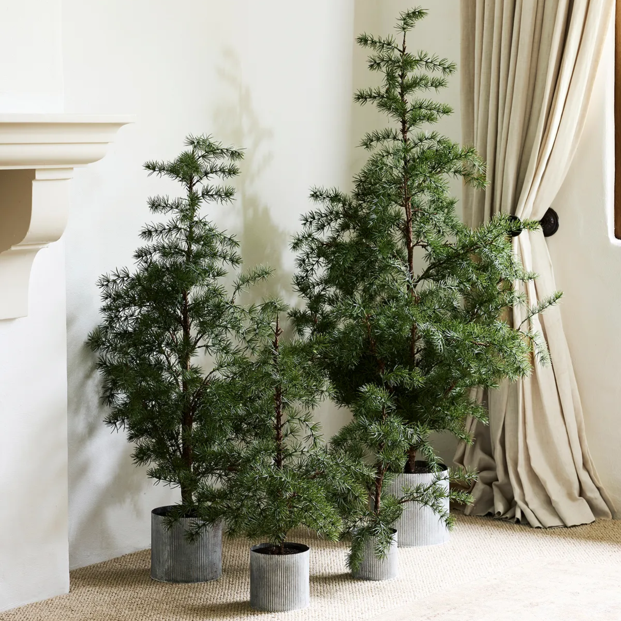 Potted Fraser Fir Tree X-Small