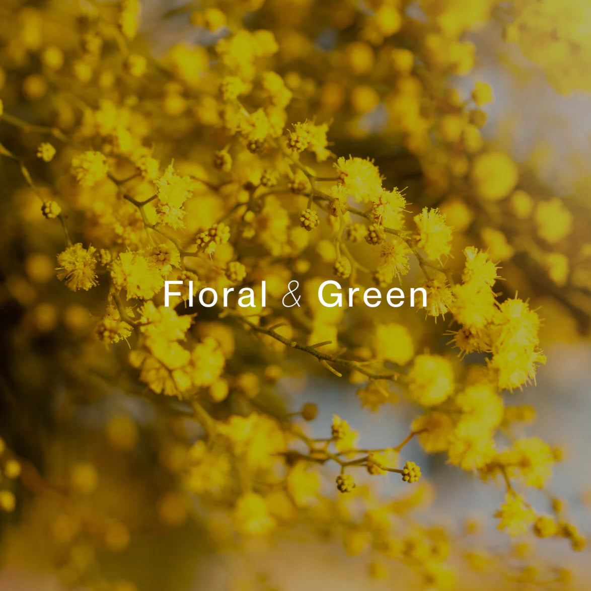 51_ca99c657-62f0-4657-a143-685504208153.webp