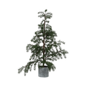 Potted Fraser Fir Tree Medium