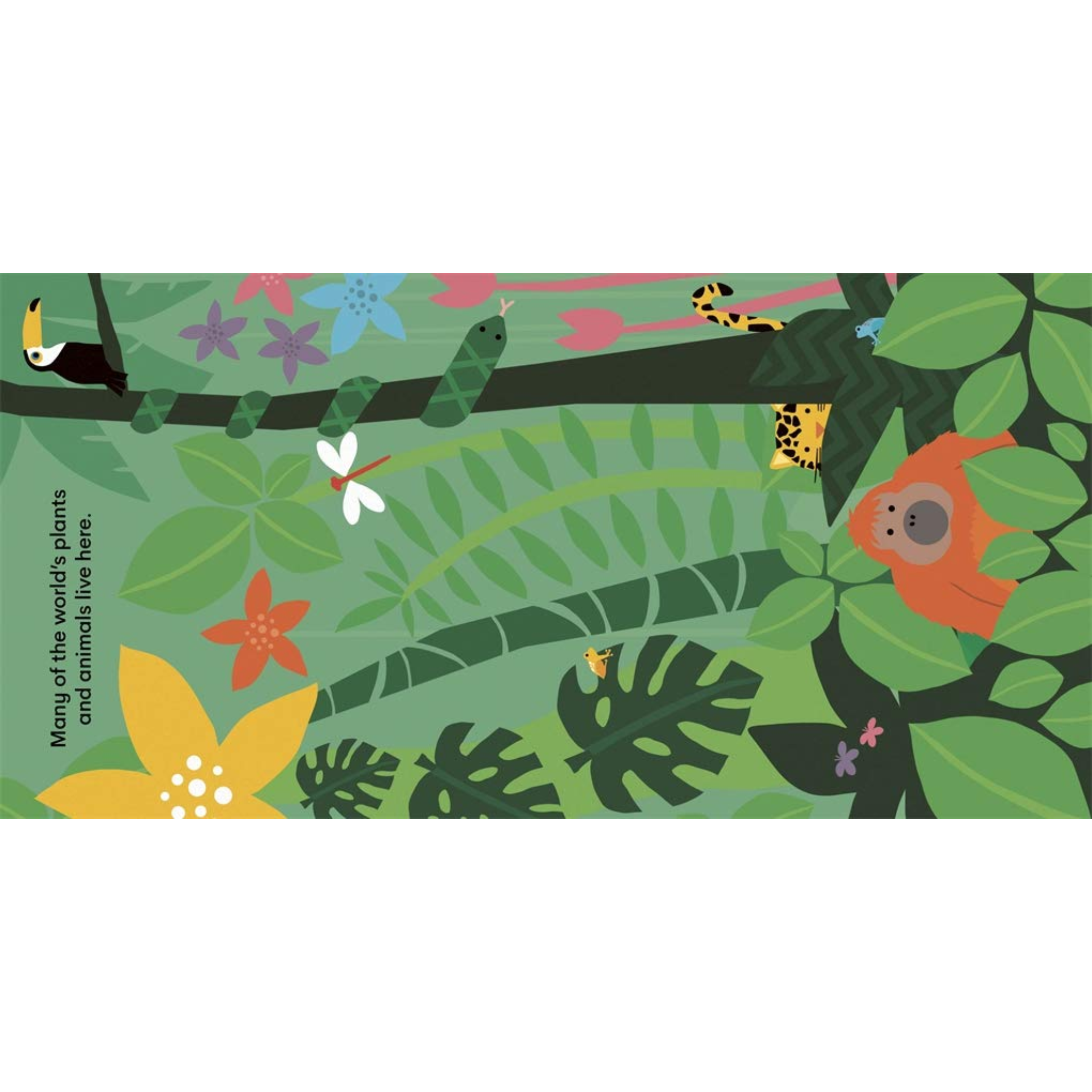 Eco Baby: Rainforest Board Book