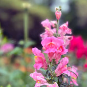 Thinking Of You Gift of Seeds