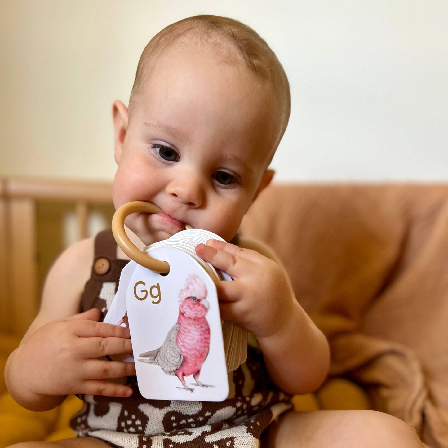 Australian Ringed Animal Alphabet Flash Cards