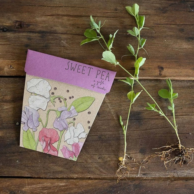 Sweet Pea Gift of Seeds