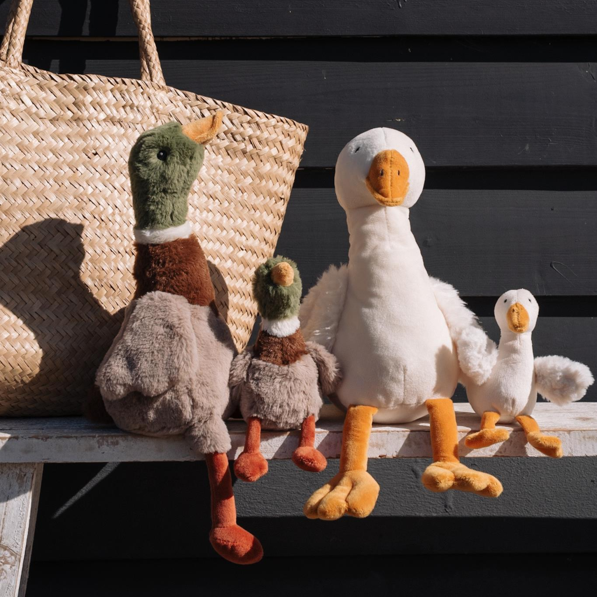 Hugo The Mallard Duck