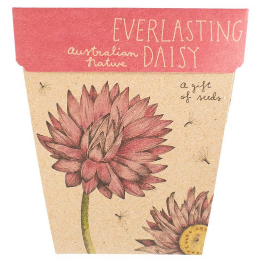 Everlasting Daisy Gift of Seeds