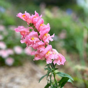 Thinking Of You Gift of Seeds