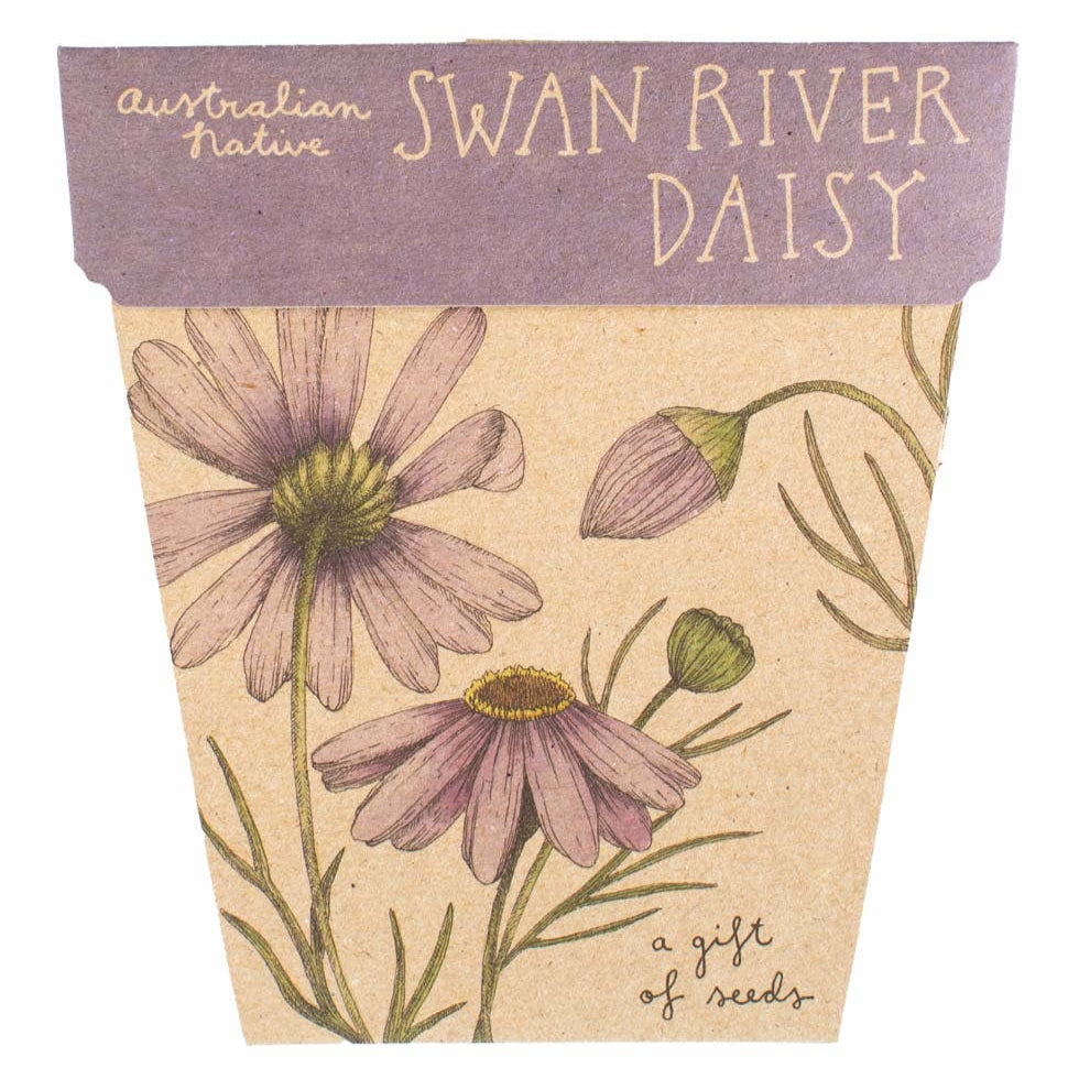 Swan River Daisy Gift of Seeds